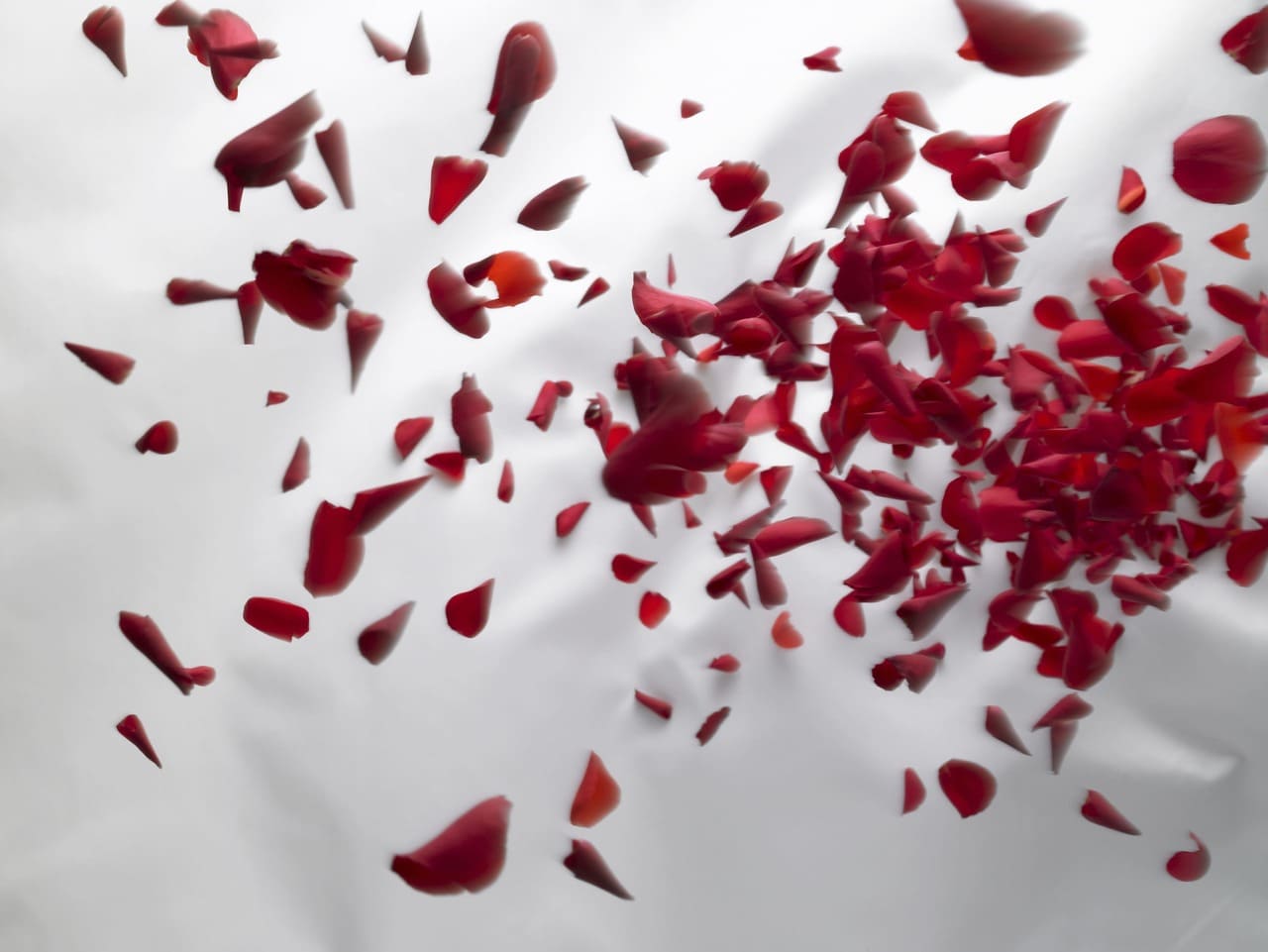 AdobeStock_10752150 バラが飛び散っている(血が出ているイメージ)